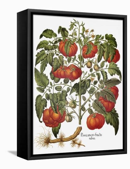 Tomato, 1613-null-Framed Premier Image Canvas