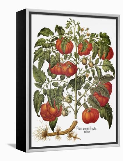 Tomato, 1613-null-Framed Premier Image Canvas