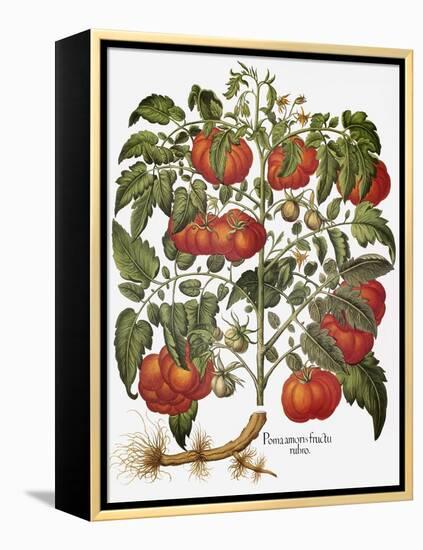 Tomato, 1613-null-Framed Premier Image Canvas