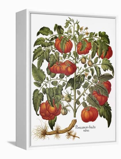 Tomato, 1613-null-Framed Premier Image Canvas