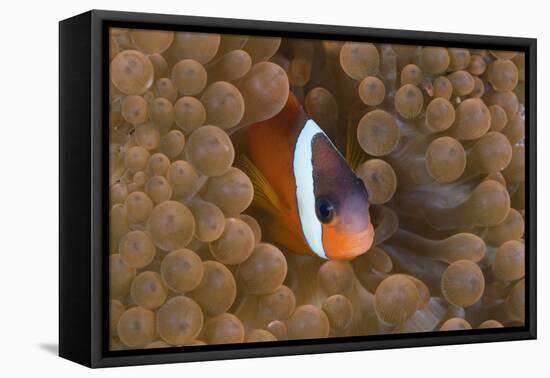 Tomato Anemonefish (Amphiprion Frenatus)-Reinhard Dirscherl-Framed Premier Image Canvas