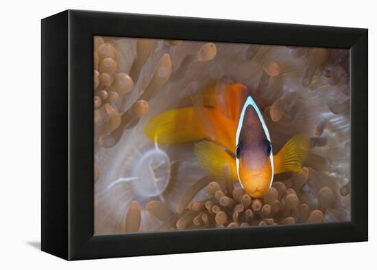 Tomato Anemonefish (Amphiprion Frenatus)-Reinhard Dirscherl-Framed Premier Image Canvas