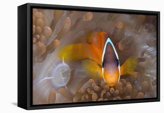 Tomato Anemonefish (Amphiprion Frenatus)-Reinhard Dirscherl-Framed Premier Image Canvas