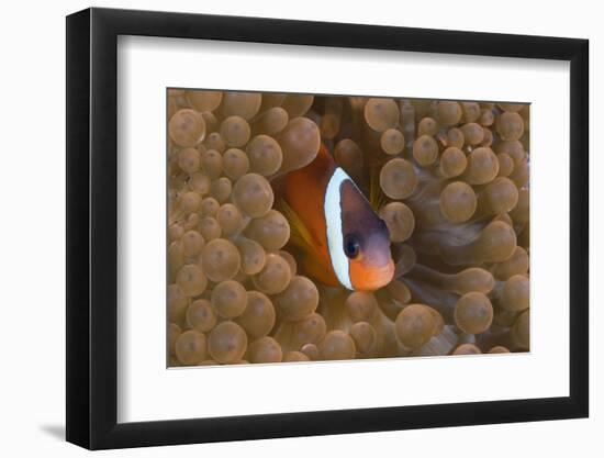 Tomato Anemonefish (Amphiprion Frenatus)-Reinhard Dirscherl-Framed Photographic Print