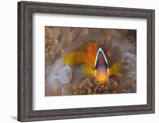 Tomato Anemonefish (Amphiprion Frenatus)-Reinhard Dirscherl-Framed Photographic Print