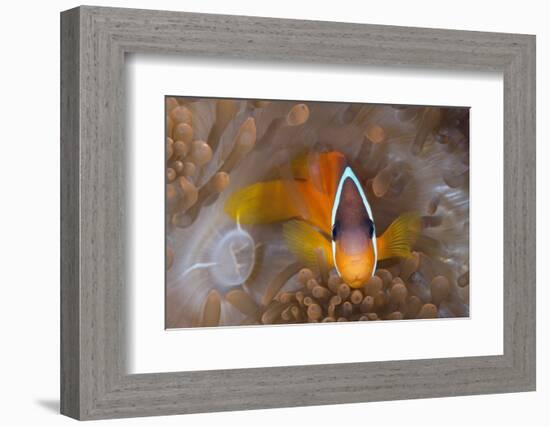 Tomato Anemonefish (Amphiprion Frenatus)-Reinhard Dirscherl-Framed Photographic Print