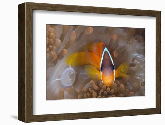 Tomato Anemonefish (Amphiprion Frenatus)-Reinhard Dirscherl-Framed Photographic Print