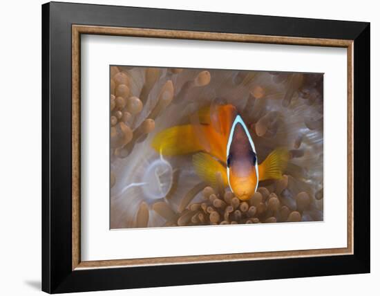 Tomato Anemonefish (Amphiprion Frenatus)-Reinhard Dirscherl-Framed Photographic Print