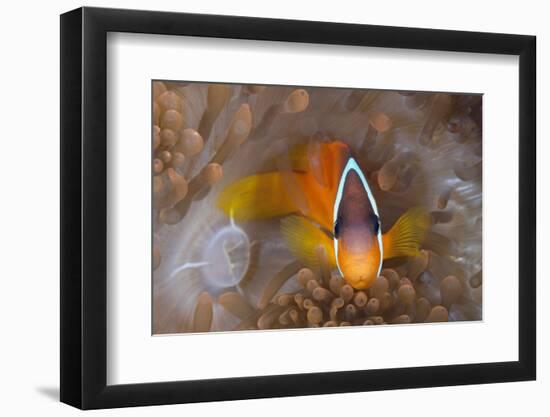 Tomato Anemonefish (Amphiprion Frenatus)-Reinhard Dirscherl-Framed Photographic Print