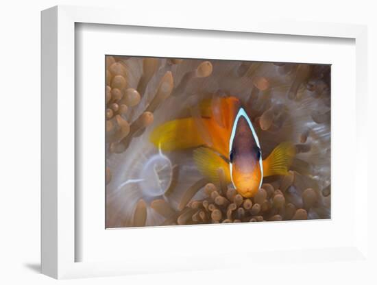 Tomato Anemonefish (Amphiprion Frenatus)-Reinhard Dirscherl-Framed Photographic Print