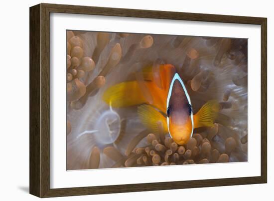 Tomato Anemonefish (Amphiprion Frenatus)-Reinhard Dirscherl-Framed Photographic Print