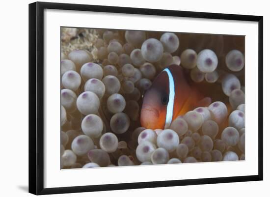 Tomato Clownfish in its Host Anenome, Fiji-Stocktrek Images-Framed Photographic Print