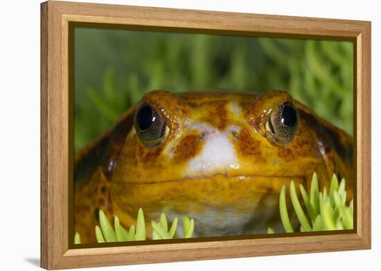 Tomato Frog, Madagascar tomato frog, crapaud rouge de Madagascar-Maresa Pryor-Framed Premier Image Canvas