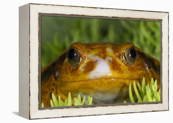 Tomato Frog, Madagascar tomato frog, crapaud rouge de Madagascar-Maresa Pryor-Framed Premier Image Canvas