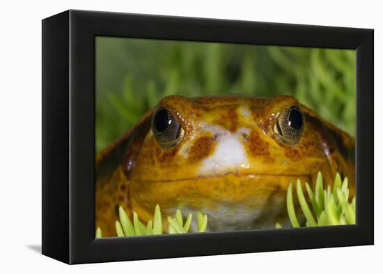 Tomato Frog, Madagascar tomato frog, crapaud rouge de Madagascar-Maresa Pryor-Framed Premier Image Canvas