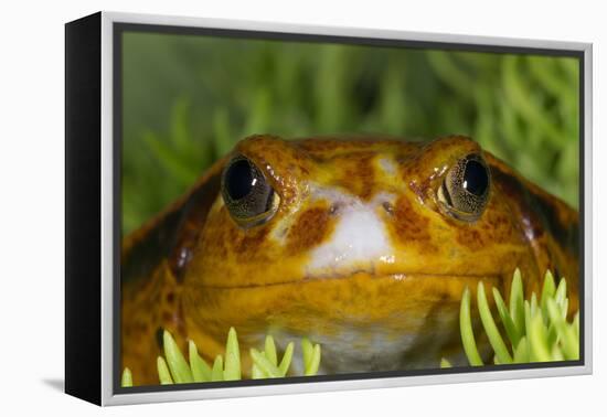 Tomato Frog, Madagascar tomato frog, crapaud rouge de Madagascar-Maresa Pryor-Framed Premier Image Canvas