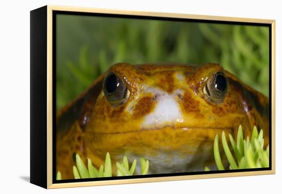 Tomato Frog, Madagascar tomato frog, crapaud rouge de Madagascar-Maresa Pryor-Framed Premier Image Canvas