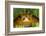 Tomato Frog, Madagascar tomato frog, crapaud rouge de Madagascar-Maresa Pryor-Framed Photographic Print