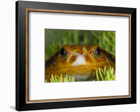 Tomato Frog, Madagascar tomato frog, crapaud rouge de Madagascar-Maresa Pryor-Framed Photographic Print