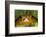 Tomato Frog, Madagascar tomato frog, crapaud rouge de Madagascar-Maresa Pryor-Framed Photographic Print