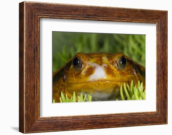 Tomato Frog, Madagascar tomato frog, crapaud rouge de Madagascar-Maresa Pryor-Framed Photographic Print