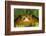 Tomato Frog, Madagascar tomato frog, crapaud rouge de Madagascar-Maresa Pryor-Framed Photographic Print