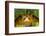 Tomato Frog, Madagascar tomato frog, crapaud rouge de Madagascar-Maresa Pryor-Framed Photographic Print