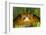 Tomato Frog, Madagascar tomato frog, crapaud rouge de Madagascar-Maresa Pryor-Framed Photographic Print