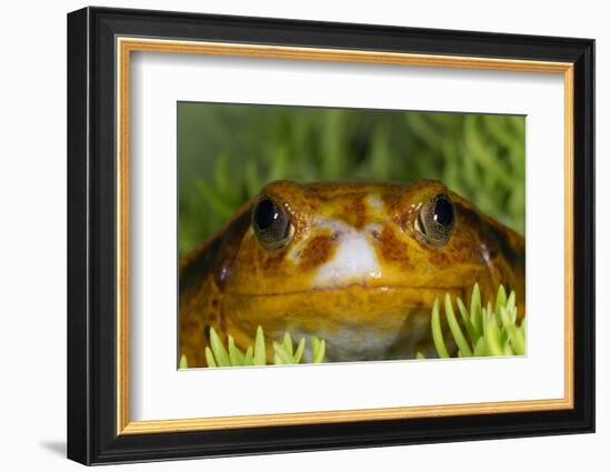 Tomato Frog, Madagascar tomato frog, crapaud rouge de Madagascar-Maresa Pryor-Framed Photographic Print