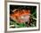 Tomato Frog, Madagascar-Pete Oxford-Framed Photographic Print