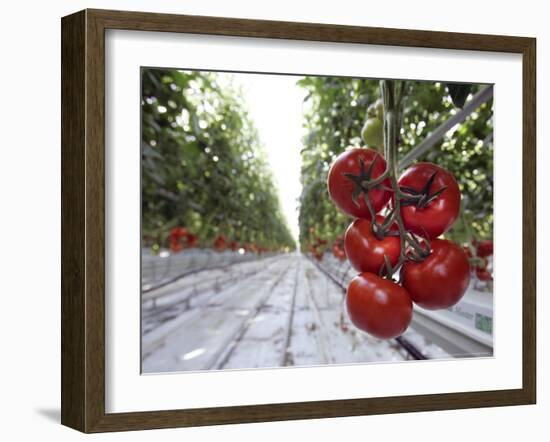 Tomato Greenhouse, Madison, Maine-Robert F. Bukaty-Framed Photographic Print