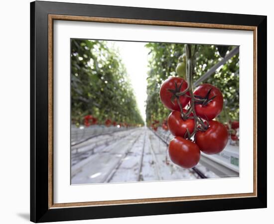 Tomato Greenhouse, Madison, Maine-Robert F. Bukaty-Framed Photographic Print