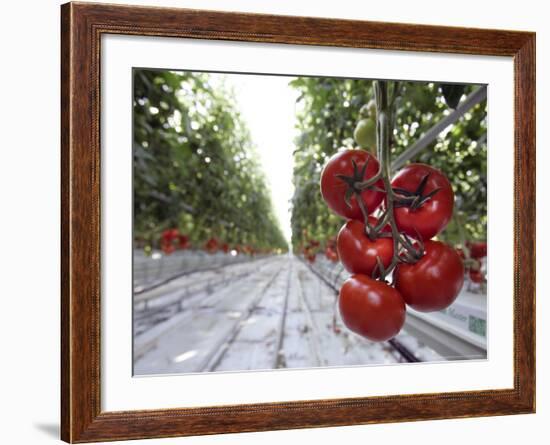 Tomato Greenhouse, Madison, Maine-Robert F. Bukaty-Framed Photographic Print