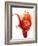 Tomato on Ketchup Splash-Kröger & Gross-Framed Photographic Print