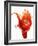 Tomato on Ketchup Splash-Kröger & Gross-Framed Photographic Print