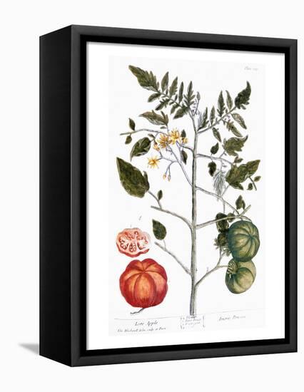 Tomato Plant, 1735-Elizabeth Blackwell-Framed Premier Image Canvas