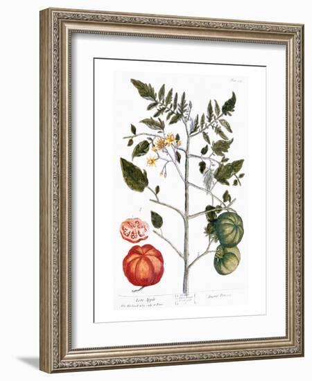 Tomato Plant, 1735-Elizabeth Blackwell-Framed Giclee Print