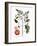 Tomato Plant, 1735-Elizabeth Blackwell-Framed Giclee Print