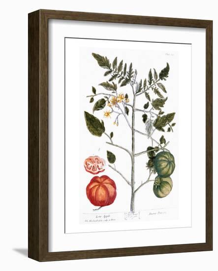 Tomato Plant, 1735-Elizabeth Blackwell-Framed Giclee Print