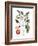 Tomato Plant, 1735-Elizabeth Blackwell-Framed Giclee Print