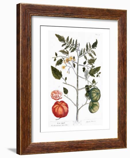 Tomato Plant, 1735-Elizabeth Blackwell-Framed Giclee Print