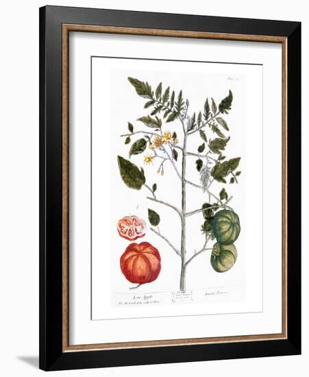 Tomato Plant, 1735-Elizabeth Blackwell-Framed Giclee Print