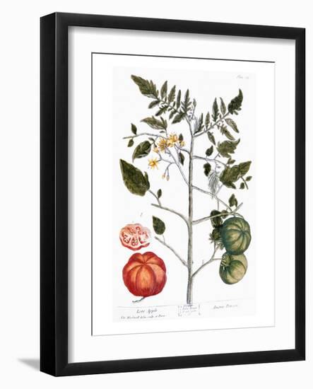 Tomato Plant, 1735-Elizabeth Blackwell-Framed Giclee Print