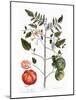 Tomato Plant, 1735-Elizabeth Blackwell-Mounted Giclee Print