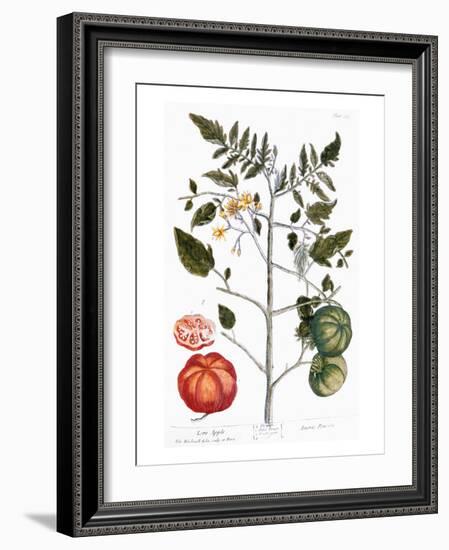 Tomato Plant, 1735-Elizabeth Blackwell-Framed Giclee Print