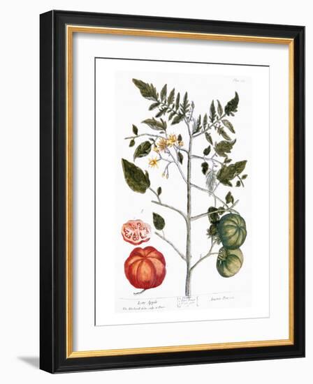 Tomato Plant, 1735-Elizabeth Blackwell-Framed Giclee Print