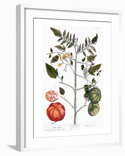 Tomato Plant, 1735-Elizabeth Blackwell-Framed Giclee Print