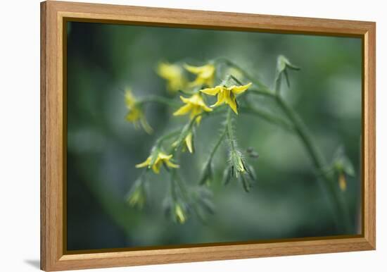 Tomato Plant Flowers-Duncan Smith-Framed Premier Image Canvas