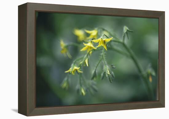 Tomato Plant Flowers-Duncan Smith-Framed Premier Image Canvas