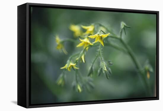 Tomato Plant Flowers-Duncan Smith-Framed Premier Image Canvas